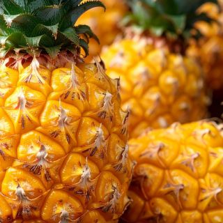 Bromélaïne (extrait d’ananas)